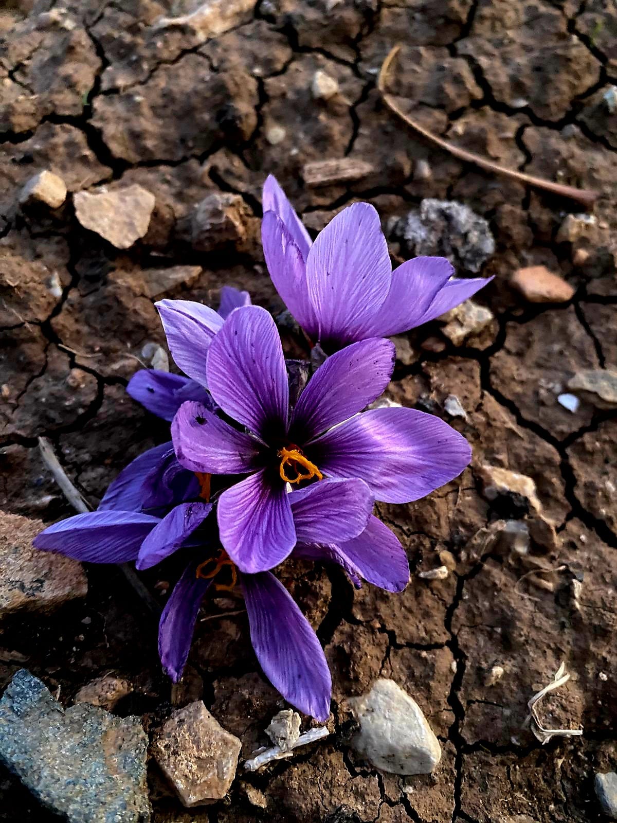 Siirt’te tarımsal üretimde çeşitliliği artırmaya yönelik önemli bir adım atılarak, kentte ilk kez safran bitkisi başarıyla yetiştirildi.