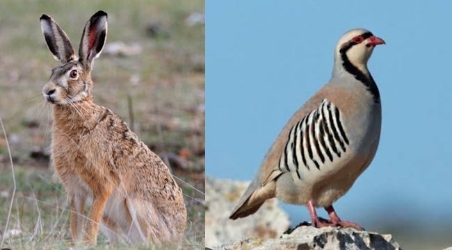 Siirt Doğa Koruma ve Milli Parklar Müdürlüğünden açıklama KEKLİK TÜRLERİMİZ (KINALI KEKLİK,KUM KEKLİK) 1.Grup Memelilerden YABAN TAVŞANI ve TİLKİ AVI SEZONU kapandı