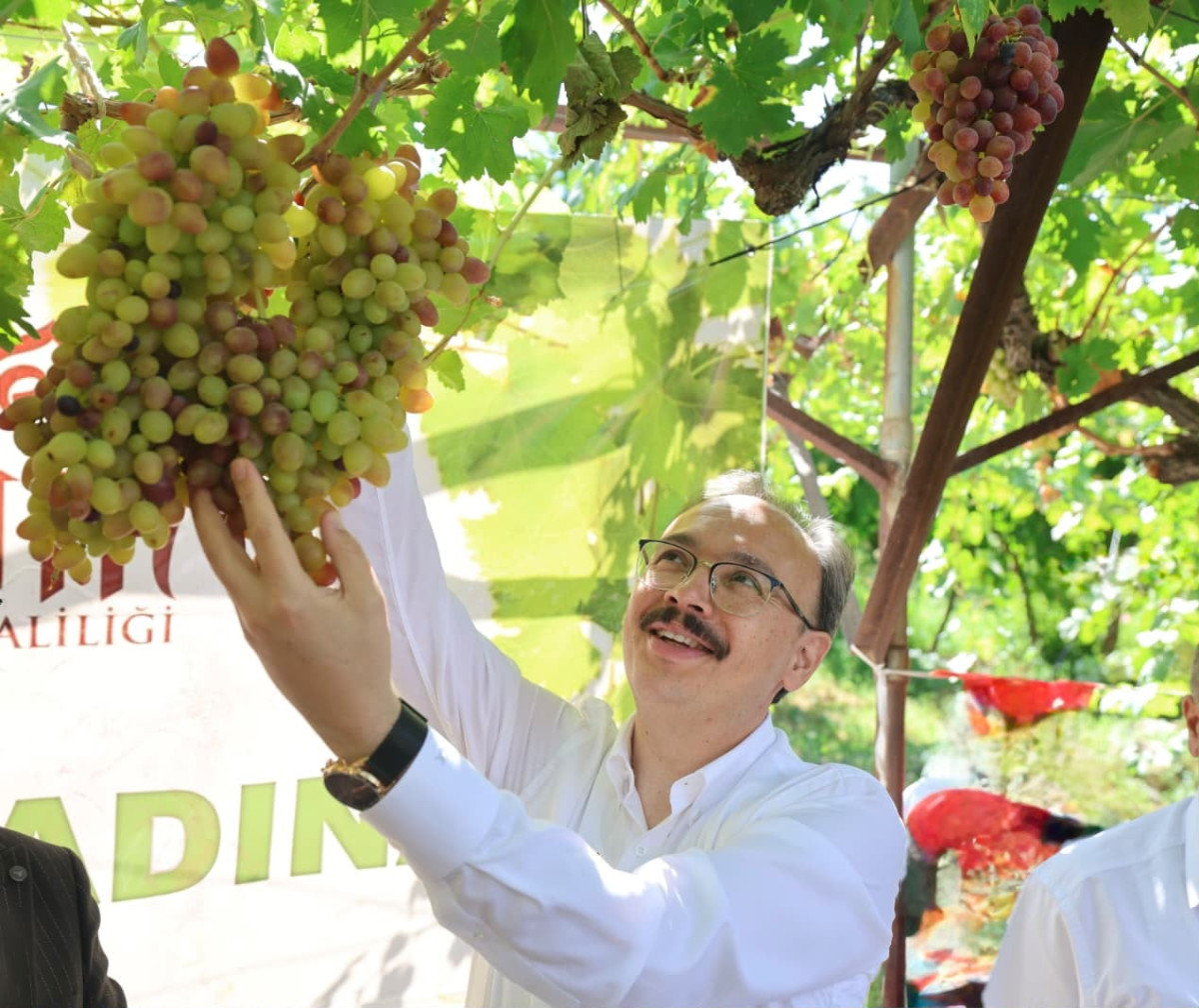 SİİRT’TE TAYFİ ÜZÜMÜ HASADI GERÇEKLEŞTİRİLDİ