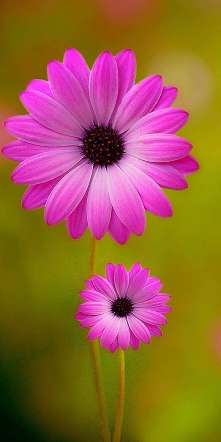 Günün Hasbihal Sohbet ; Namazı Cemaatle Kılmak