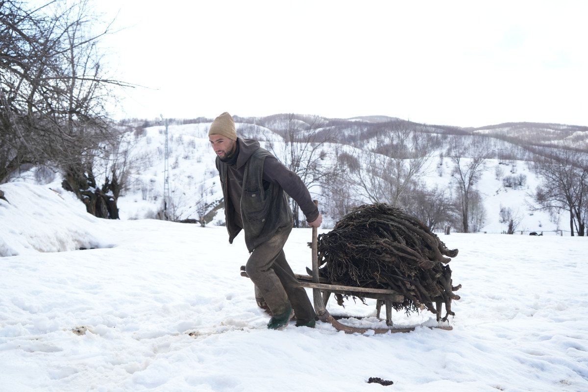 Muş'ta besicilerin asırlık geven otu geleneği sürüyor 