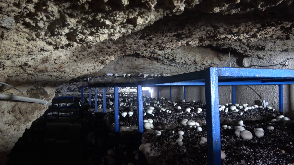 mağara mantar bahçesine dönüştü