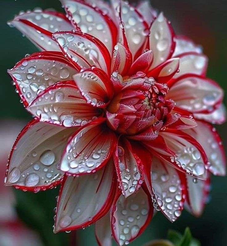 Günün Hasbihal Sohbeti ; Allah’ın Nimetini Görüyorum!