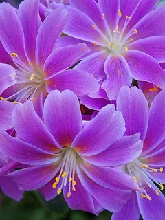 Günün Hasbihal Sohbeti ; Bu İşler Böyle Yürür” Mantığı