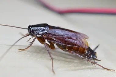 Hamam böceği neden olur? Hamam böceği nasıl yok edilir?