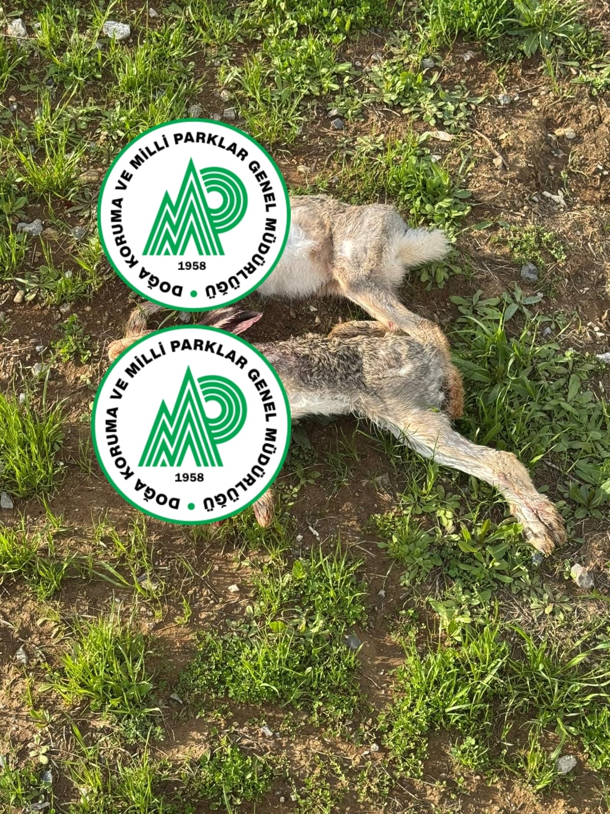Pervari doğan köyü kırsalında yabani tavşan avlayan kaçak avcıya para cezası