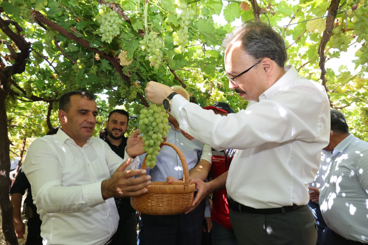SİİRT’TE TAYFİ ÜZÜMÜ HASADI GERÇEKLEŞTİRİLDİ