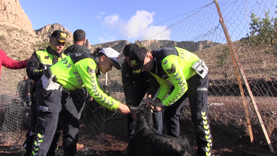 SİİRT JANDARMASI KAZALARI ÖNLEMEK İÇİN SAHADA: SÜRÜ HAYVANLARINA REFLEKTİF BANT TAKIYOR 