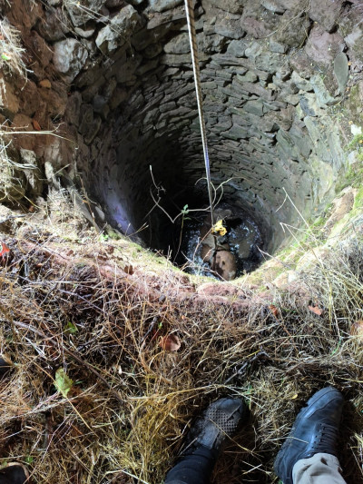Siirt tin Baykan ilçesine bağlı Dedebakır köyünde su kuyusuna düşen büyük baş hayvan 	kurtarıldı 